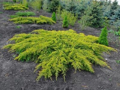МОЖЖЕВЕЛЬНИК СРЕДНИЙ ПФИТЗЕРИАНА АУРЕА (Juniperus media Pfitzeriana Aurea) С2