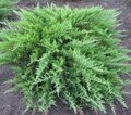 МОЖЖЕВЕЛЬНИК КАЗАЦКИЙ ТАМАРИСЦИФОЛИЯ (Juniperus sabina Tamariscifolia)С2