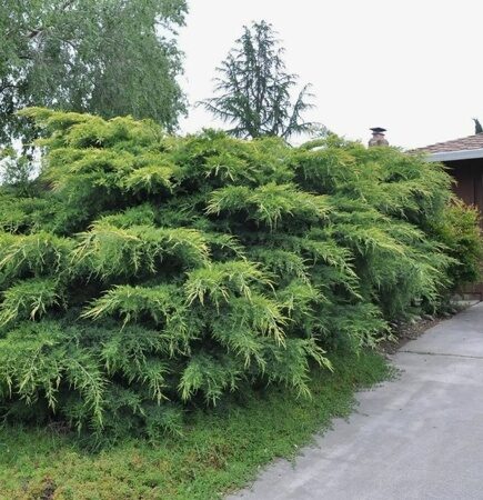 МОЖЖЕВЕЛЬНИК СРЕДНИЙ ВИЛЬГЕЛЬМ ПФИТЗЕР (Juniperus pf. Wilhelm Pfitzer) С2