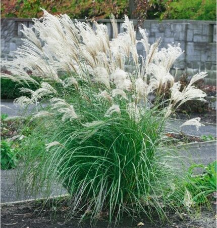 МИСКАНТУС КИТАЙСКИЙ ЯКУШИМА ДВАРФ (Miscanthus sinensis Yakushima Dwarf ) С1,5