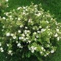 ЛАПЧАТКА КУСТАРНИКОВАЯ АББОТСВУД (Potentilla fruticosa Abbotswood), С5