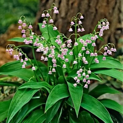 ЛАНДЫШ МАЙСКИЙ РОЗЕА (Convallaria majalis Rosea) С2