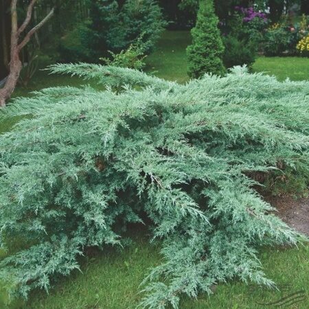 МОЖЖЕВЕЛЬНИК ВИРГИНСКИЙ ХЕТС (Juniperus virg. Hetz) С2