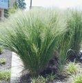 ПРОСО ПРУТЬЕВИДНОЕ ХЭВИ МЕТАЛ (Panicum virgatum Heavy Metal) С1,5