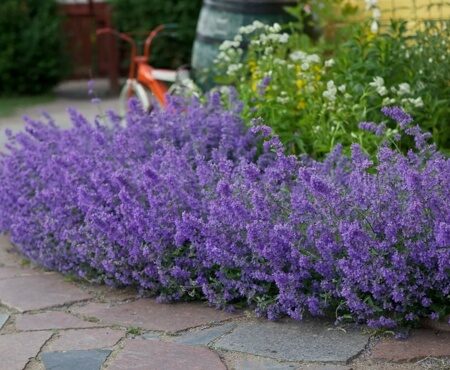 КОТОВНИК ФАССЕНА (Nepeta faassenii),С1