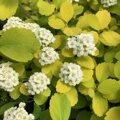 СПИРЕЯ БЕРЕЗОЛИСТНАЯ ТОР ГОЛД (Spiraea betulifolia Tor Gold), С2