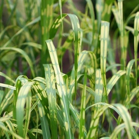 МИСКАНТУС ГИГАНТСКИЙ АЛЛИГАТОР (Miscanthus sinensis Aligator) С1,5