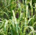 МИСКАНТУС ГИГАНТСКИЙ АЛЛИГАТОР (Miscanthus sinensis Aligator) С1,5