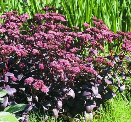 ОЧИТОК (СЕДУМ) ПЕРПЛ ЭМПЕРОР (Sedum Purple Emperor) С1,5