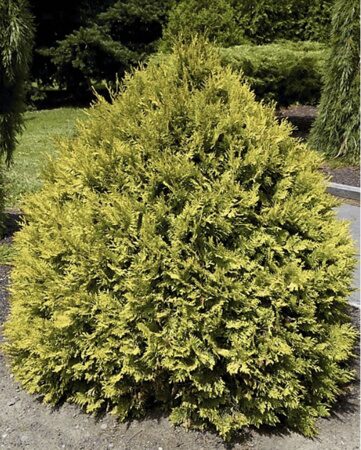 ТУЯ ЗАПАДНАЯ ЭЛВАНГЕРА (Thuja occidentalis Elwangerlana Aurea), С2, выс. 50 см