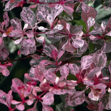 БАРБАРИС ТУНБЕРГА РОЗЕТТА (Berberis thunbergii Rosetta), С10