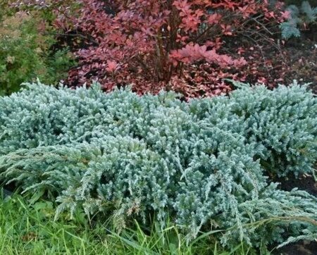 МОЖЖЕВЕЛЬНИК ЧЕШУЙЧАТЫЙ БЛЮ КАРПЕТ (Juniperus squamata «Blue Carpet»)С5