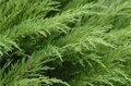 МОЖЖЕВЕЛЬНИК КАЗАЦКИЙ ТАМАРИСЦИФОЛИЯ (Juniperus sabina Tamariscifolia)С2
