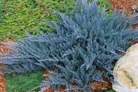 Можжевельник горизонтальный Блю Чип (Juniperus horisontalis Blue Chip) С2