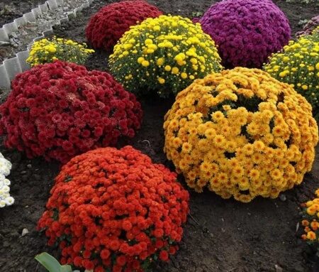 ХРИЗАНТЕМА МУЛЬТИФЛОРА (Chrysanthemum multiflora), С3