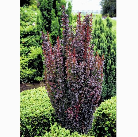 БАРБАРИС ТУНБЕРГА РЕД ПИЛЛАР (Berberis thunbergii Red Pillar), С2