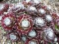 МОЛОДИЛО "ХАМЕЛЕОН" (Sempervivum arachnoideum "Cameleon"),С2