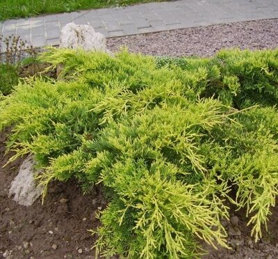 МОЖЖЕВЕЛЬНИК СРЕДНИЙ ГОЛД КОСТ (Juniperus x pfitzeriana Golden Coast) С2