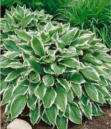 ХОСТА ВОЛНИСТАЯ АЛЬБОМАРГИНАТА (Hosta Albomarginata) С 1,5