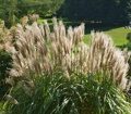 МИСКАНТУС КИТАЙСКИЙ ГРАЦИЕЛЛА (Miscanthus sinensis Graciella) С15