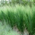 ПРОСО ПРУТЬЕВИДНОЕ НОРСВИНД (Panicum virgatum Northwind) С1,5