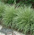ОСОКА МОРРОУ ВАРИЕГАТА (Carex morrowii Variegata) С1,5