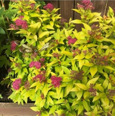 СПИРЕЯ ЯПОНСКАЯ КЕНДЛ ЛАЙТ (Spiraea japonica Candlelight) С2