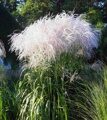 МИСКАНТУС КИТАЙСКИЙ МЕМОРИ (Miscanthus sinensis Memory) С 1,5