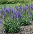 ВЕРОНИКА ДЛИННОЛИСТНАЯ ФЕСТ ГЛОРИ (Veronica longifolia First Glory) С 1,5
