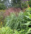 МИСКАНТУС КИТАЙСКИЙ ПОЛОНУС (Miscanthus sinensis Polonus ) С1,5
