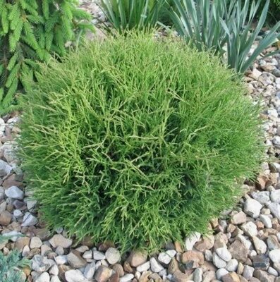ТУЯ ЗАПАДНАЯ МИСТЕР БОУЛИНГ БОЛЛ (Thuja occidentalis Mr. Bowling Ball) С2
