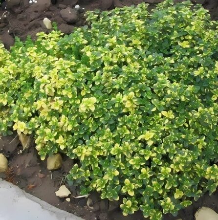ТИМЬЯН ЛИМОННОПАХНУЩИЙ ДУН ВЭЛЛИ (Thymus Doone Valley) С2