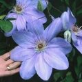 КЛЕМАТИС МИССИС ЧОЛМОНДЕЛИ КРУПНОЦВЕТКОВЫЙ (Clematis Mrs. Cholmondeley)  С5