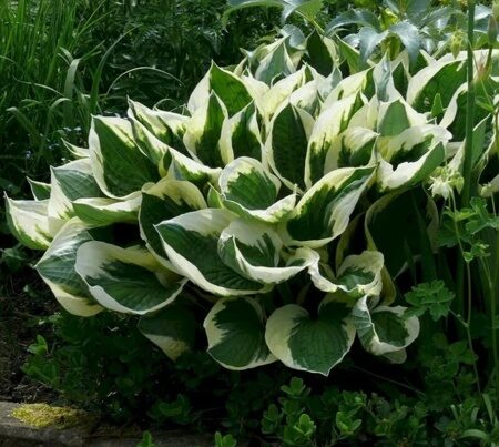 ХОСТА ГИБРИДНАЯ ПАТРИОТ (Hosta Patriot) С 1,5