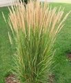 ВЕЙНИК ОСТРОЦВЕТКОВЫЙ КАРЛ ФОРЕСТЕР (Calamagrostis acutiflora Karl Foerster),С3