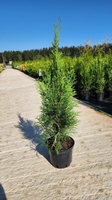 ТУЯ ЗАПАДНАЯ СМАРАГД (Thuja occidentalis Smaragd) С2, 60-70 см