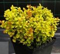 БАРБАРИС ТУНБЕРГА ГОЛДАЛИТА (Berberis thunb. Goldalita) С2