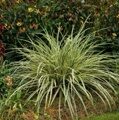 ОСОКА МОРРОУ ВАРИЕГАТА (Carex morrowii Variegata) С1,5
