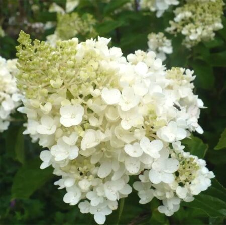 ГОРТЕНЗИЯ МЕТЕЛЬЧАТАЯСИЛЬВЕР ДОЛЛАР (Hydrangea paniculata Silver Dollar) С2