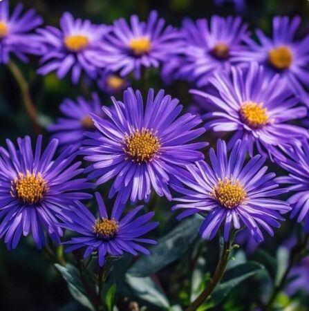 АСТРА АЛЬПИЙСКАЯ ДАНКЕ ШОН (Aster alpinus Dunkle Schone) С 1,5