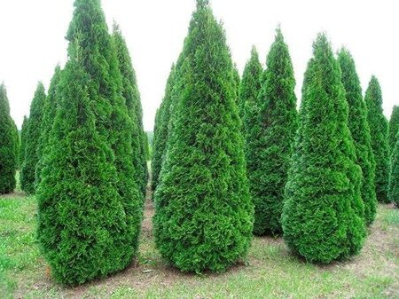 ТУЯ ЗАПАДНАЯ СМАРАГД (Thuja occidentalis Smaragd) 230-250 см, С50