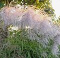 МИСКАНТУС КИТАЙСКИЙ МЕМОРИ (Miscanthus sinensis Memory) С 1,5
