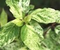ГОРТЕНЗИЯ МЕТЕЛЬЧАТАЯ ШИКОКУ ФЛЭШ (Hydrangea paniculata Shikoku Flash) С2