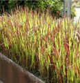 ИМПЕРАТА ЦИЛИНДРИЧЕСКАЯ  (Imperata Cylindrica ) С 1,5