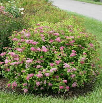 СПИРЕЯ ЯПОНСКАЯ ЛИТЛ ПРИНЦЕСС (Spiraea japonica Little Princess), С2