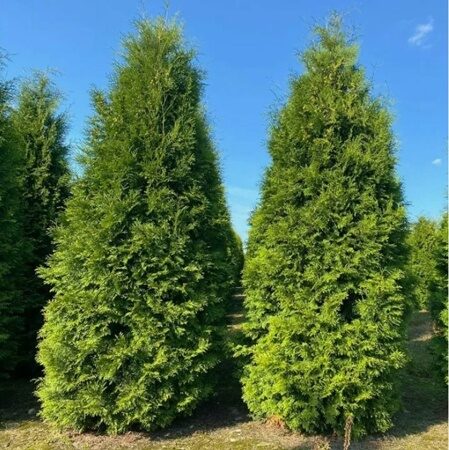 ТУЯ ЗАПАДНАЯ БРАБАНТ  (Thuja Occidentalis Brabant) 130-140 см С20