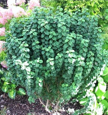 ДЕРЕН КРАСНЫЙ КОМПРЕССА (Cornus sanguinea Compressa) С2