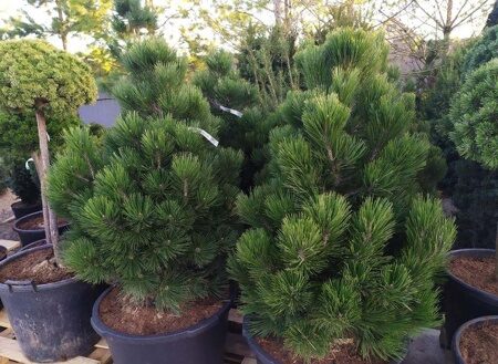 Сосна белокорая Малинки (Pinus leucodermis Malinki)