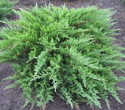 МОЖЖЕВЕЛЬНИК КАЗАЦКИЙ ТАМАРИСЦИФОЛИЯ (Juniperus sabina Tamariscifolia)С2