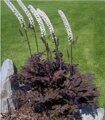 КЛОПОГОН (ЦИМИЦИФУГА) ВЕТВИСТЫЙ АТРОПУРПУРЕА (Actaea simplex Atropurpurea) С2